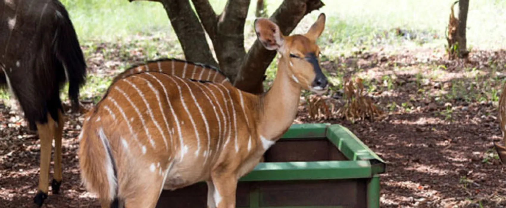 Shala Mushe Tented Camp