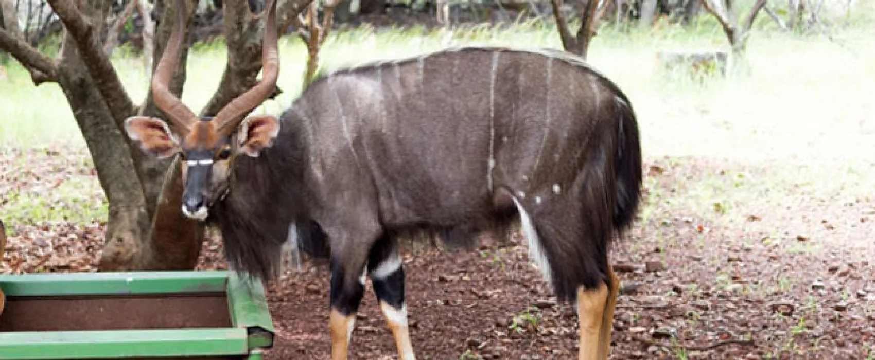 Shala Mushe Tented Camp