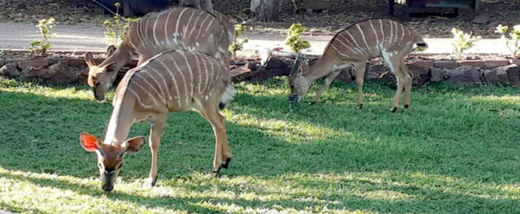 Shala Mushe Tented Camp