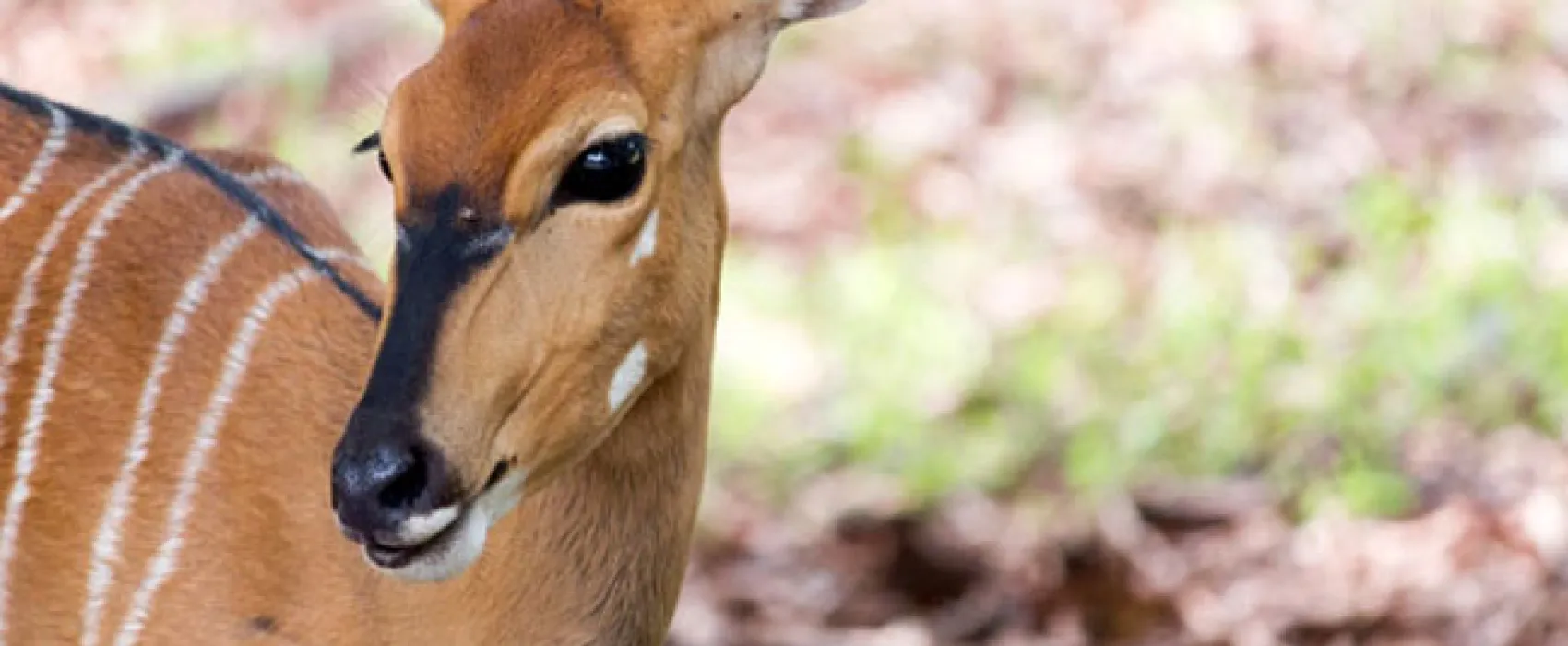 Shala Mushe Tented Camp