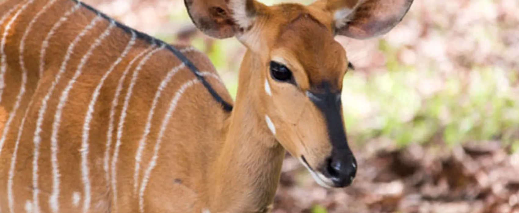 Shala Mushe Tented Camp