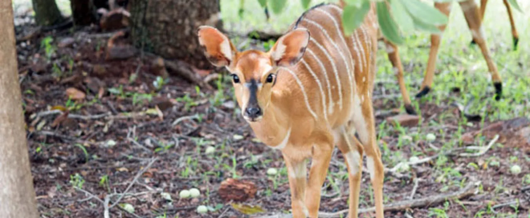 Shala Mushe Tented Camp