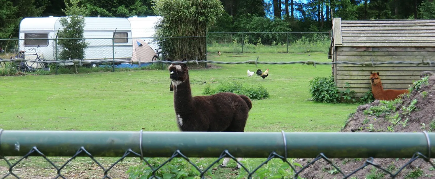 Kampeerboerderij De Riegheide
