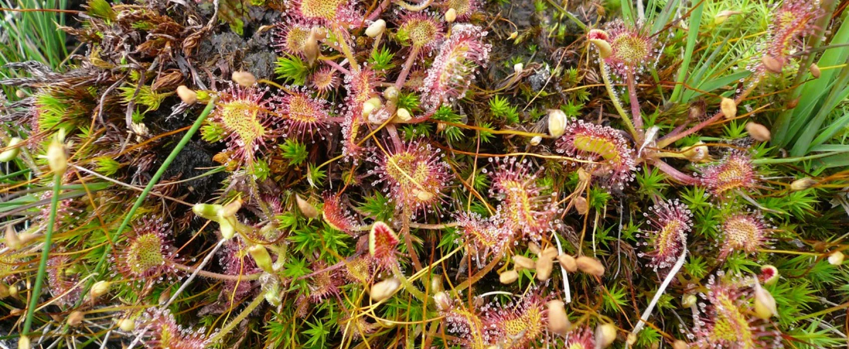 Natuurkampeerterrein Morgenrood