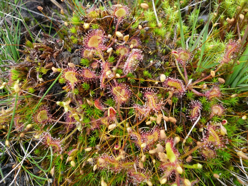 Natuurkampeerterrein Morgenrood