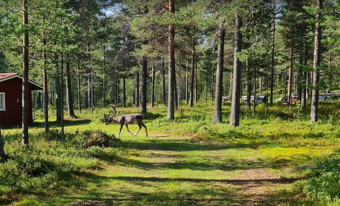 Vajusuvanto Camping photo 3