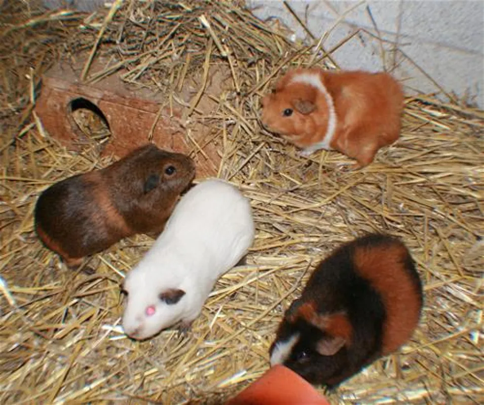 Erholungszentrum Grav-Insel