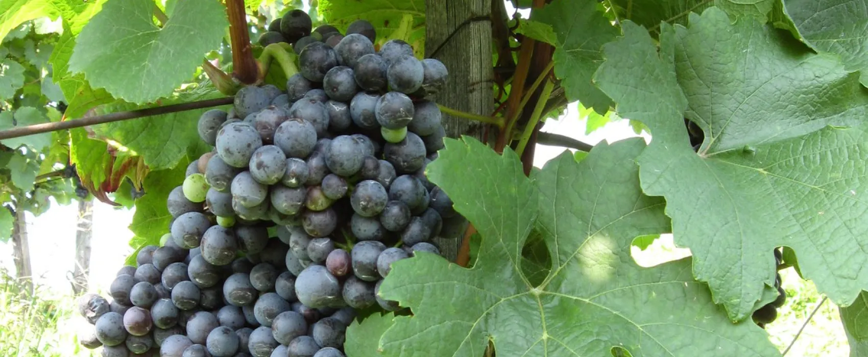 Naturbadesee Weinland Camping