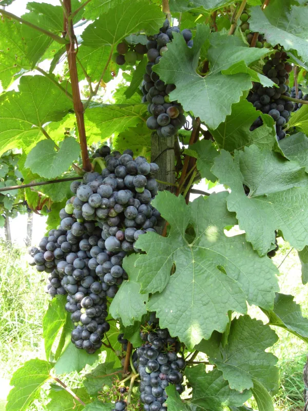 Naturbadesee Weinland Camping