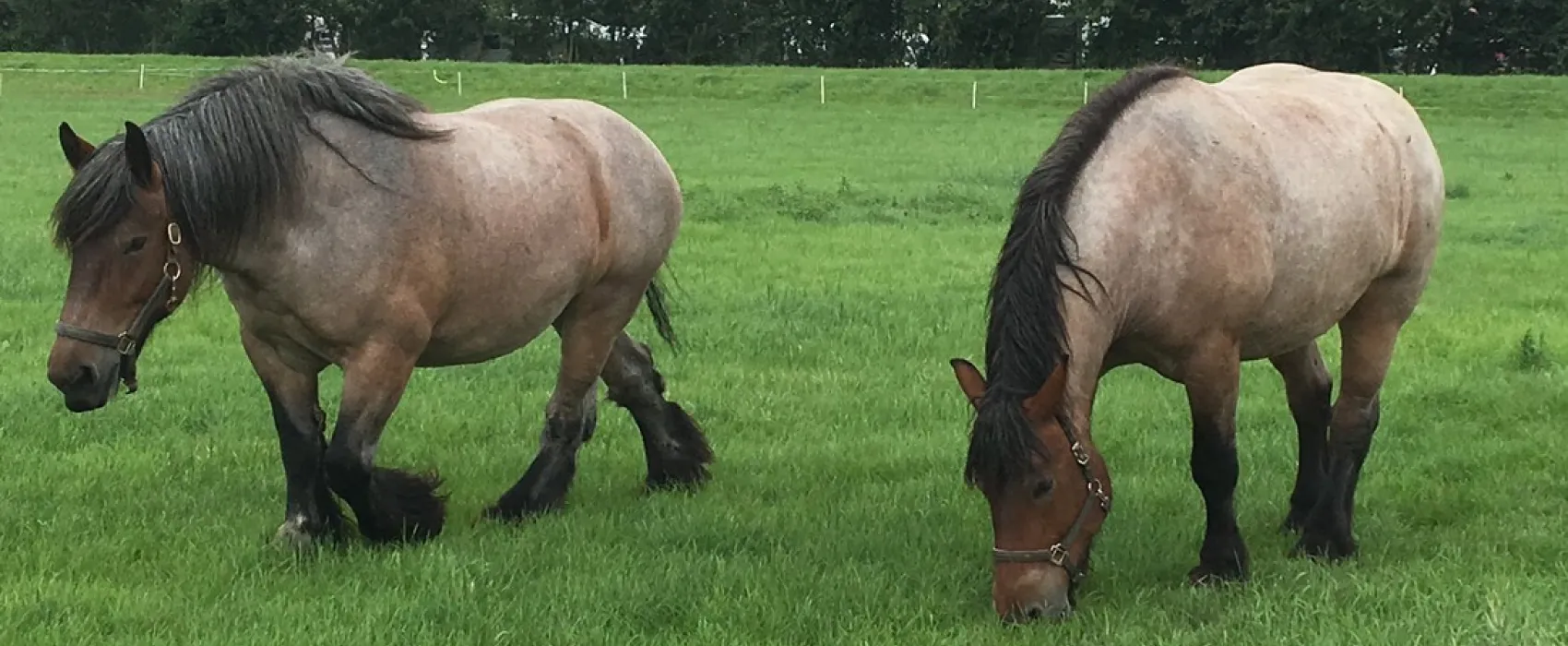 Minicamping Hovershof