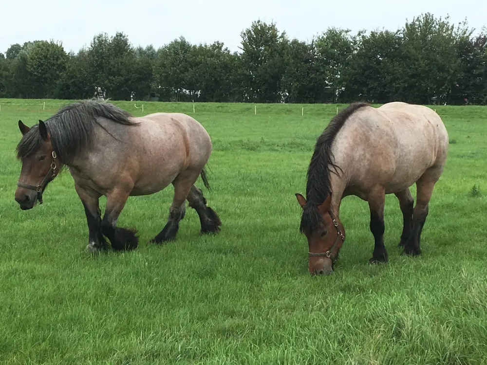 Minicamping Hovershof