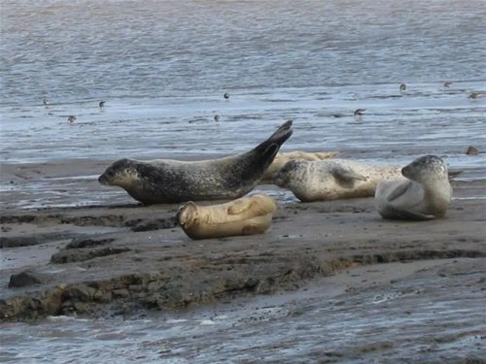 Camping Zeestrand Eems-dollard