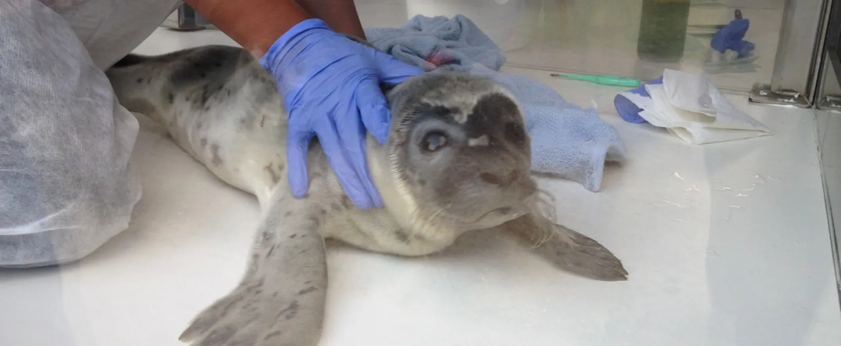 Camping Zeestrand Eems-dollard