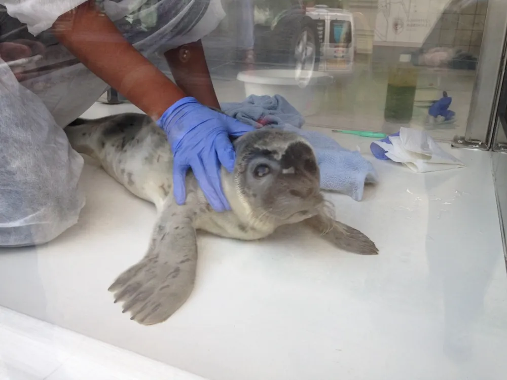 Camping Zeestrand Eems-dollard