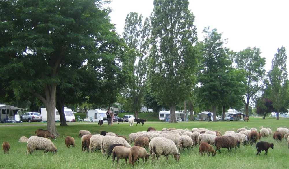 Camping Touristique de Gien