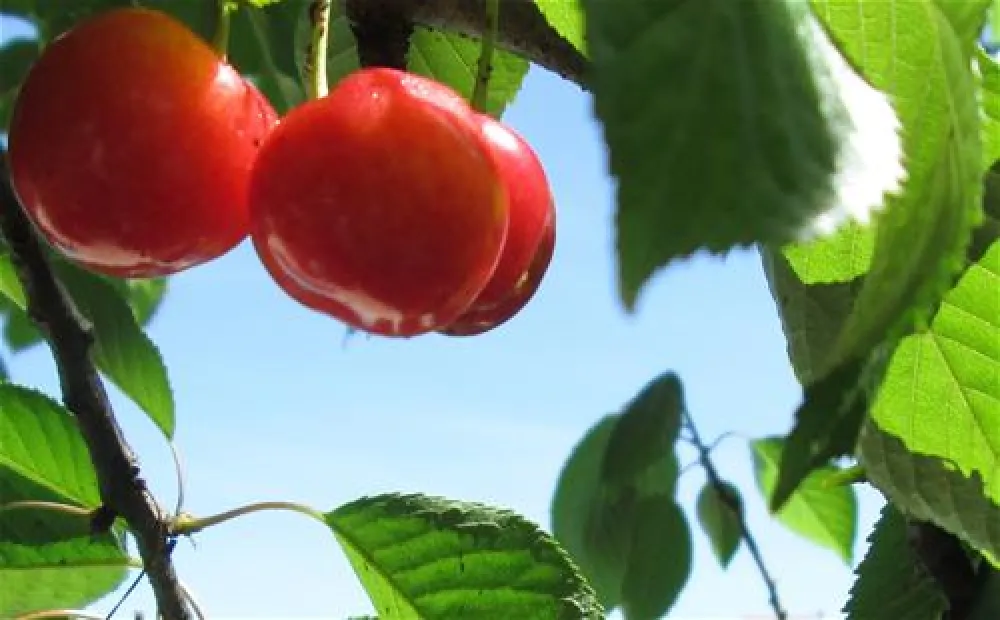 Parque de Campismo Quinta da Cerejeira