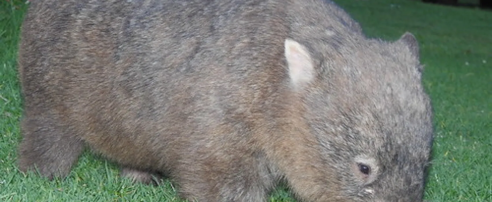 Bendeela Recreation Area Campground