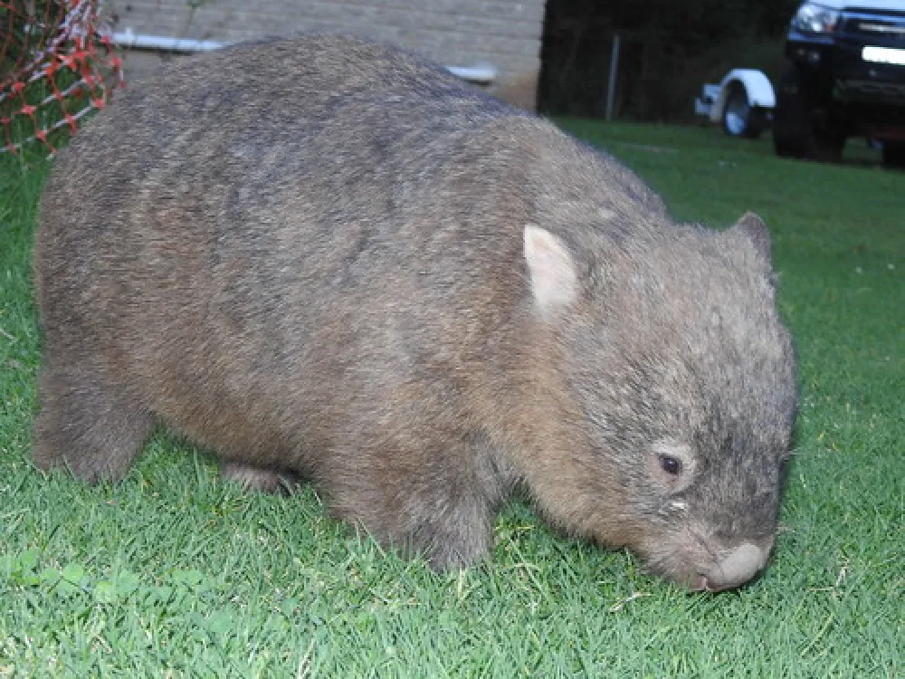 Bendeela Recreation Area Campground