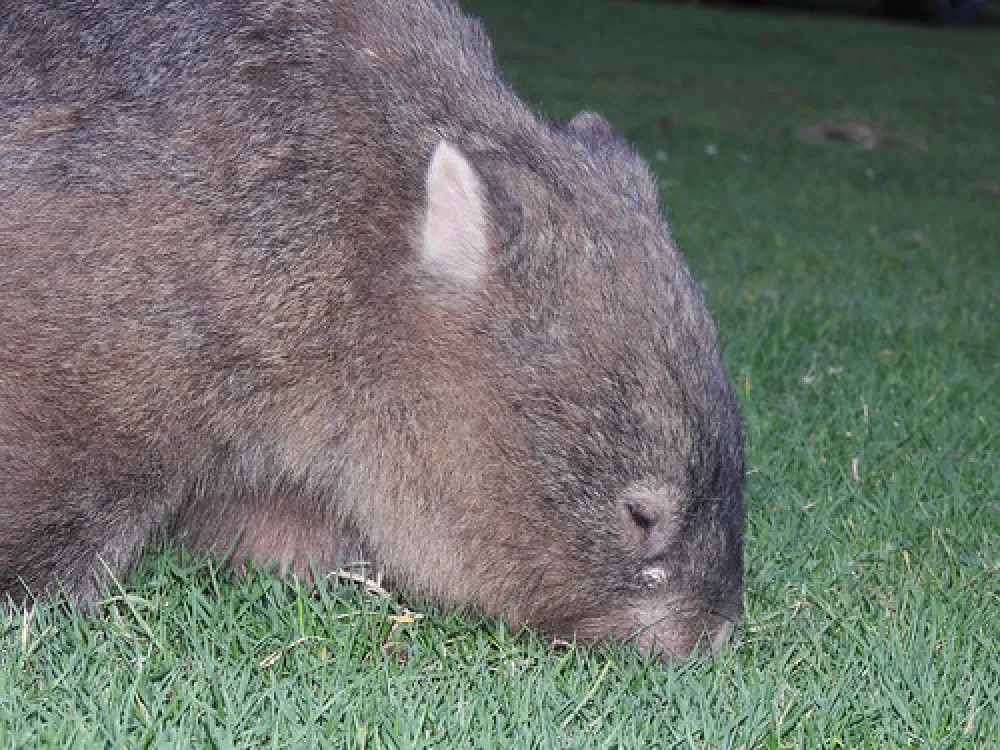 Bendeela Recreation Area Campground