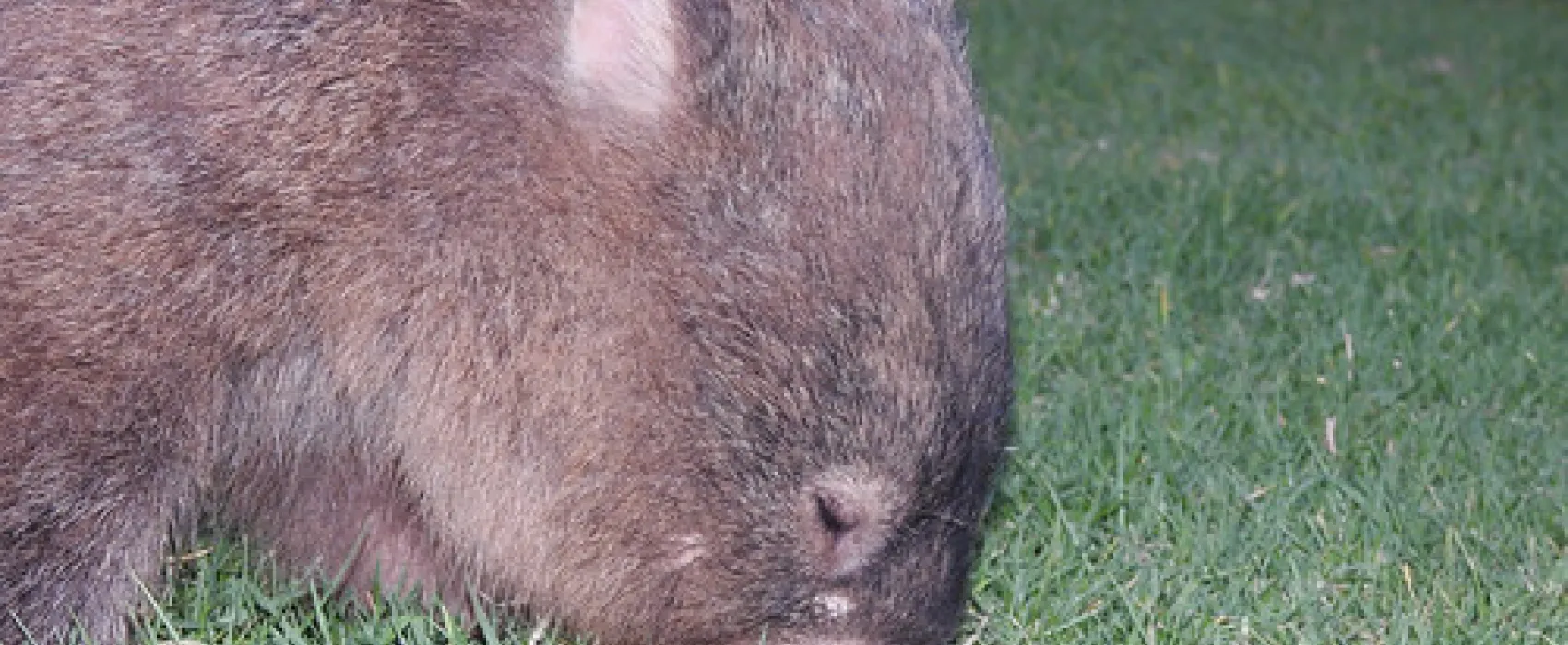 Bendeela Recreation Area Campground