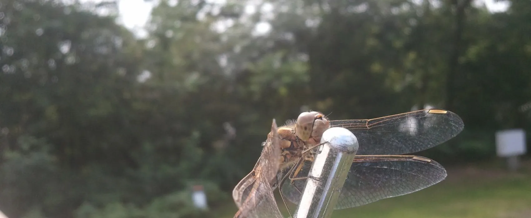 Allurepark  De Zeven Linden