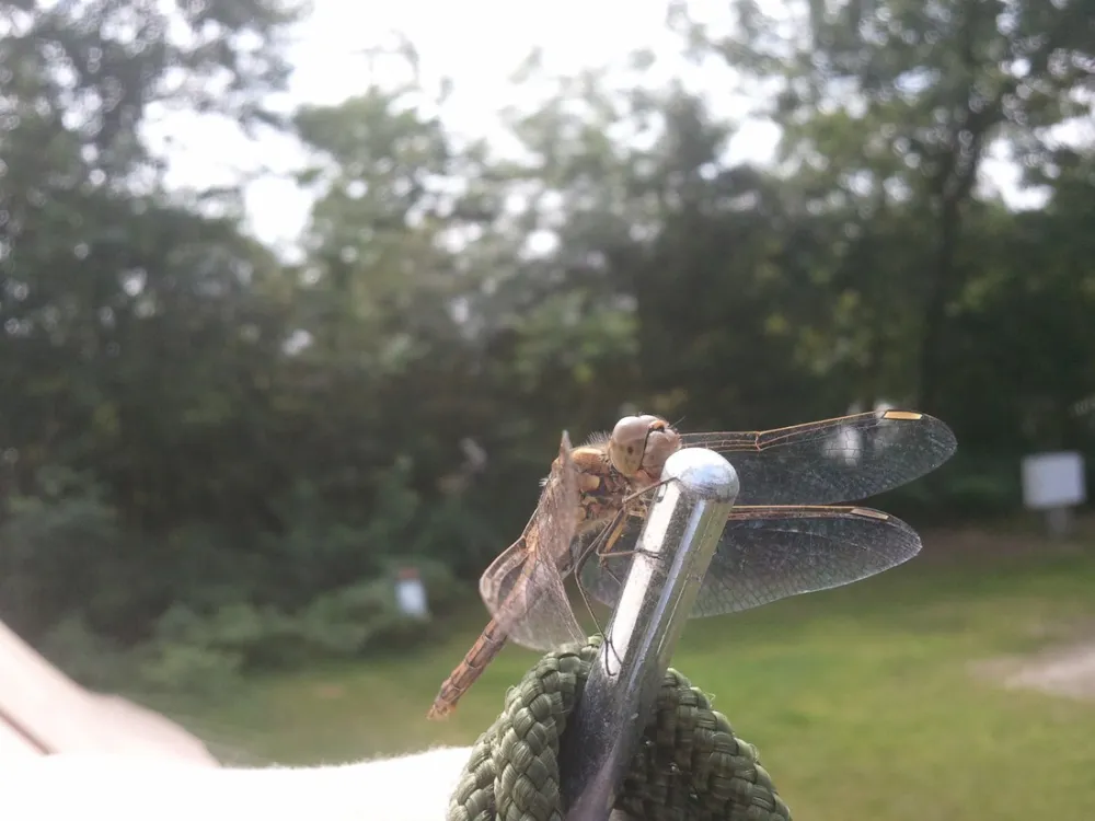 Allurepark  De Zeven Linden