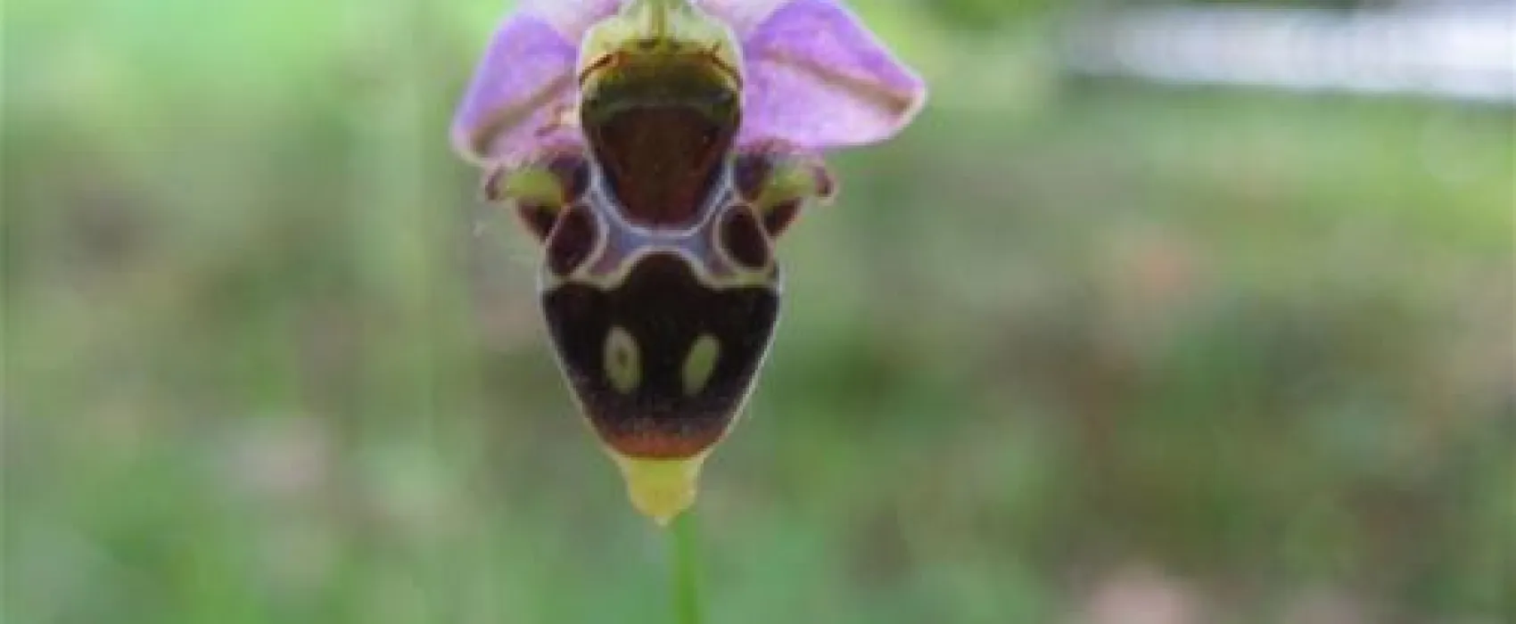 Sites et Paysages Saint-Louis***