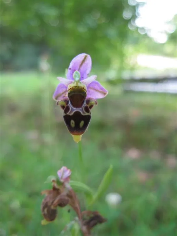 Sites et Paysages Saint-Louis***