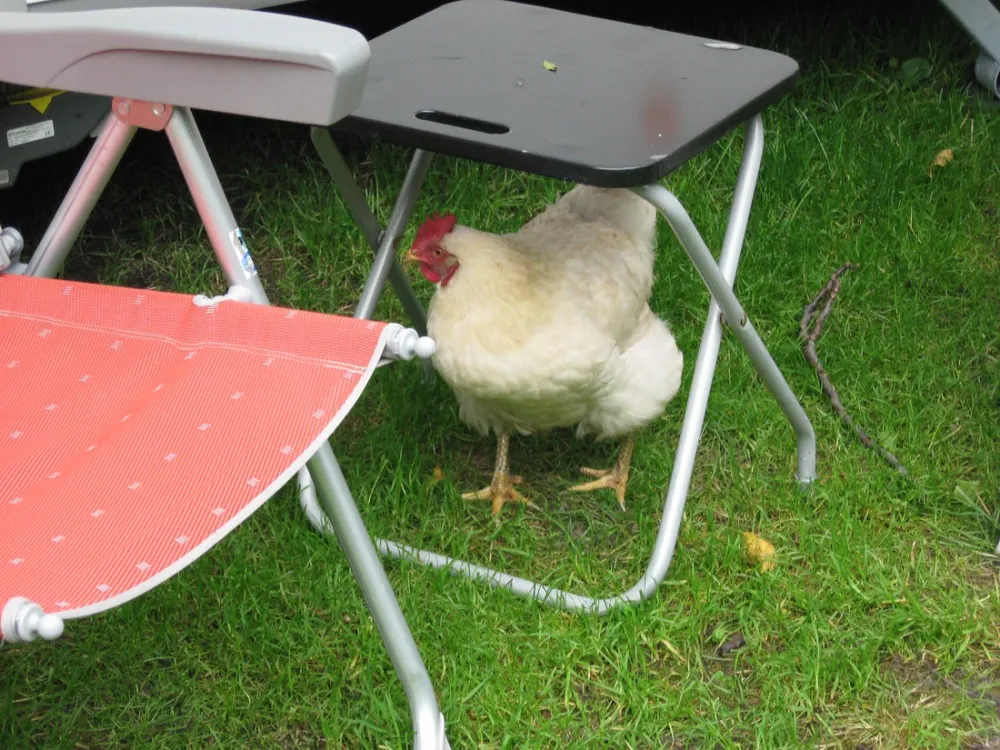 SVR camping Wel Wait