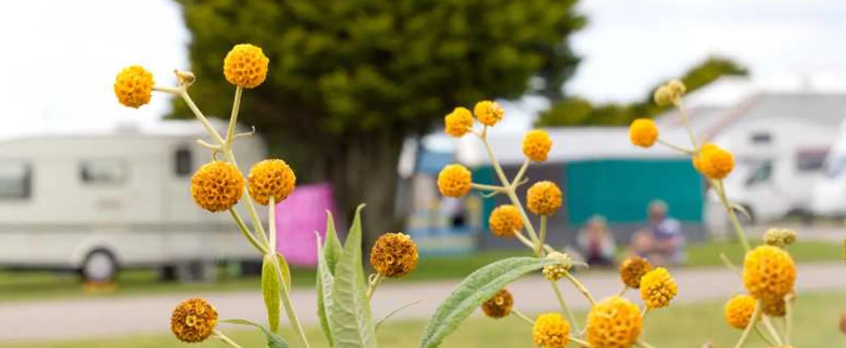 Tencreek Holiday Park