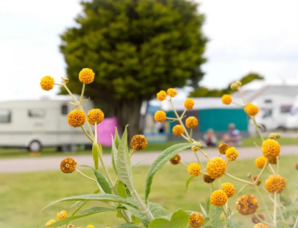 Tencreek Holiday Park