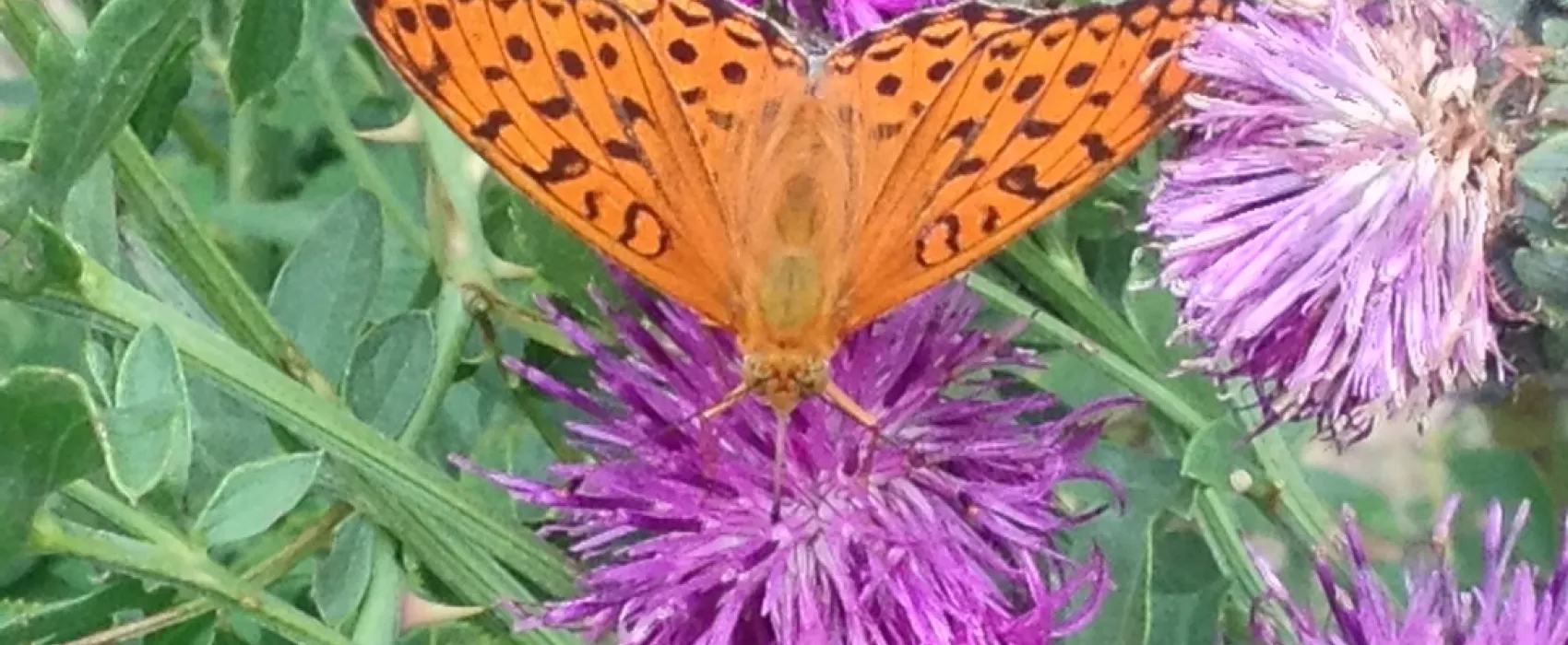 Le Pont de la Mariee