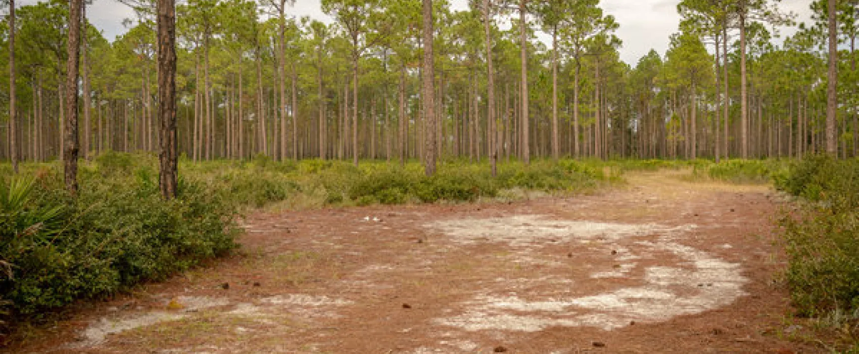 Warren Bluff Campsite #48