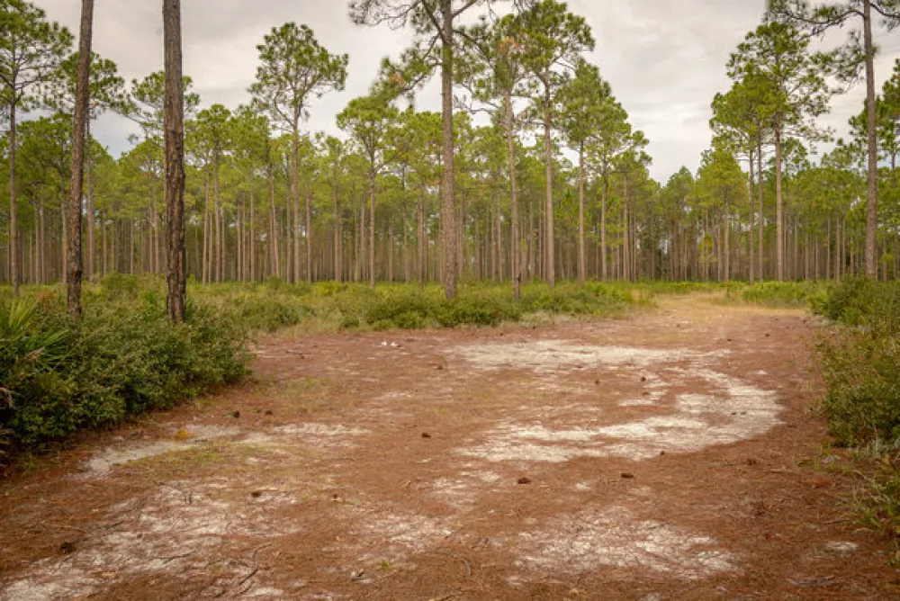 Warren Bluff Campsite #48