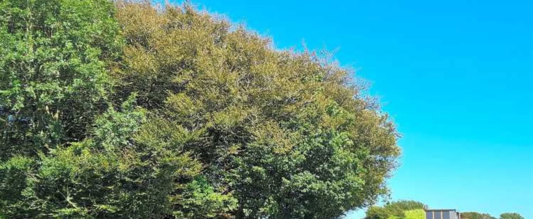 Donkey Down Camping at Culliford Tree