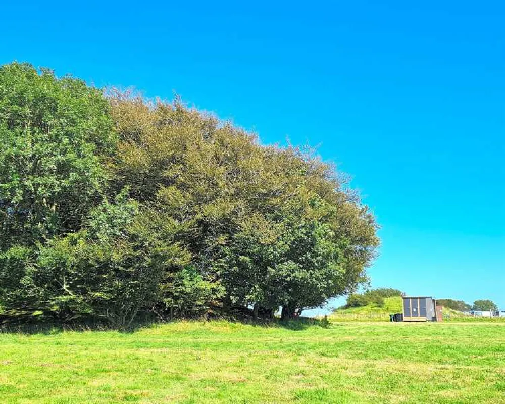 Donkey Down Camping at Culliford Tree