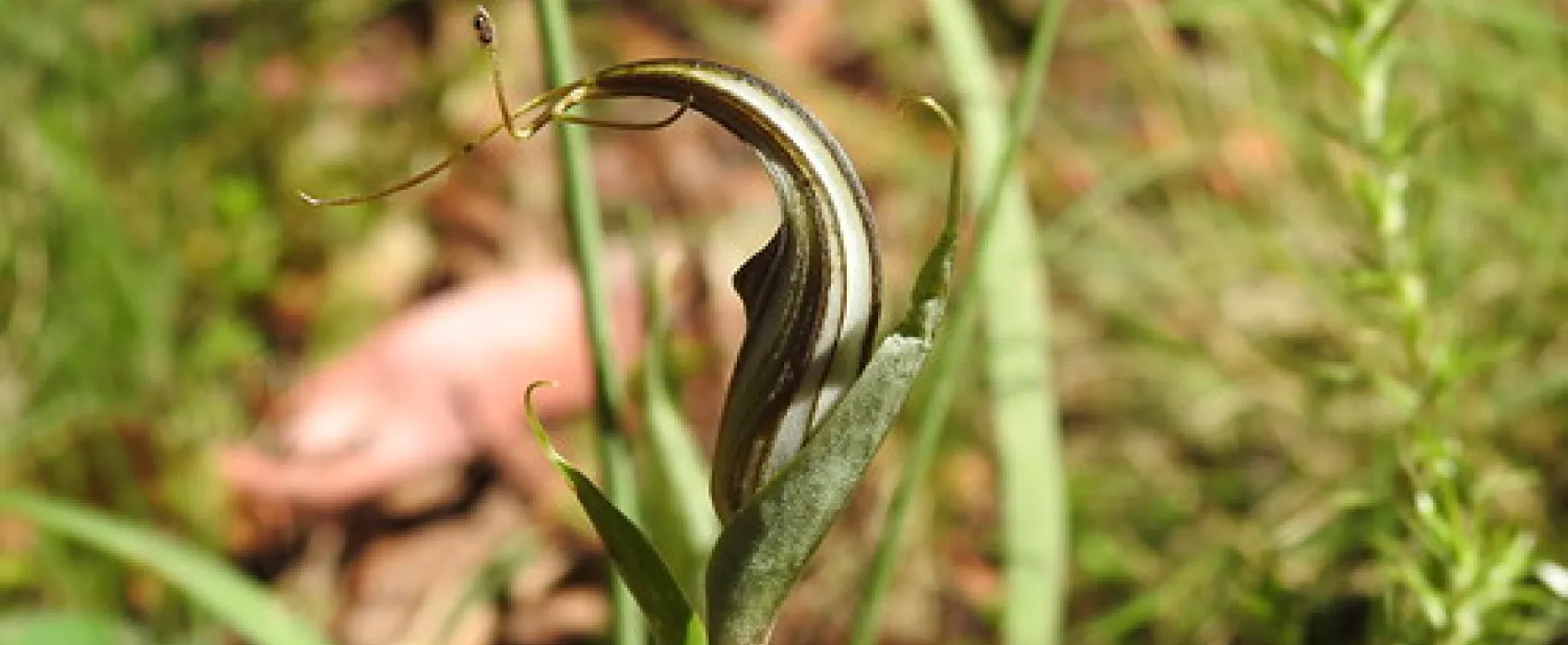 Dingo Dell Camping Reserve Campground