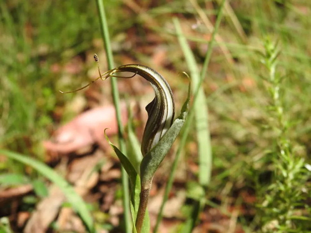 Dingo Dell Camping Reserve Campground