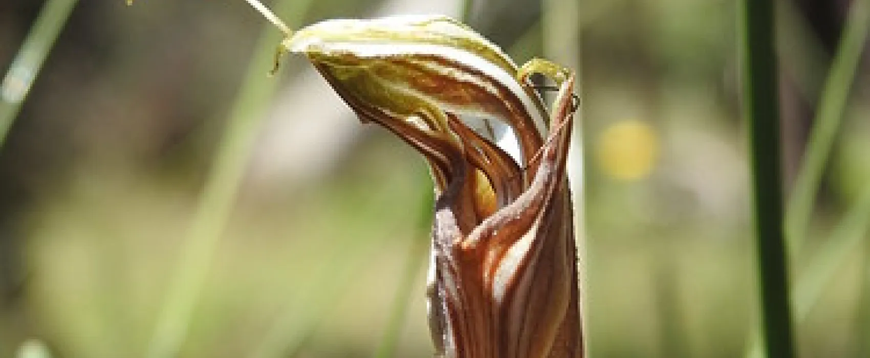 Dingo Dell Camping Reserve Campground