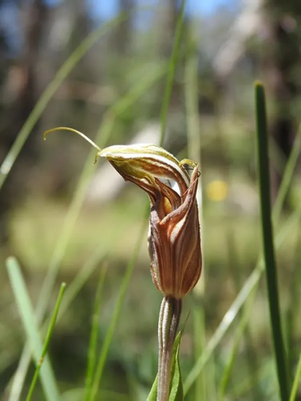 Dingo Dell Camping Reserve Campground