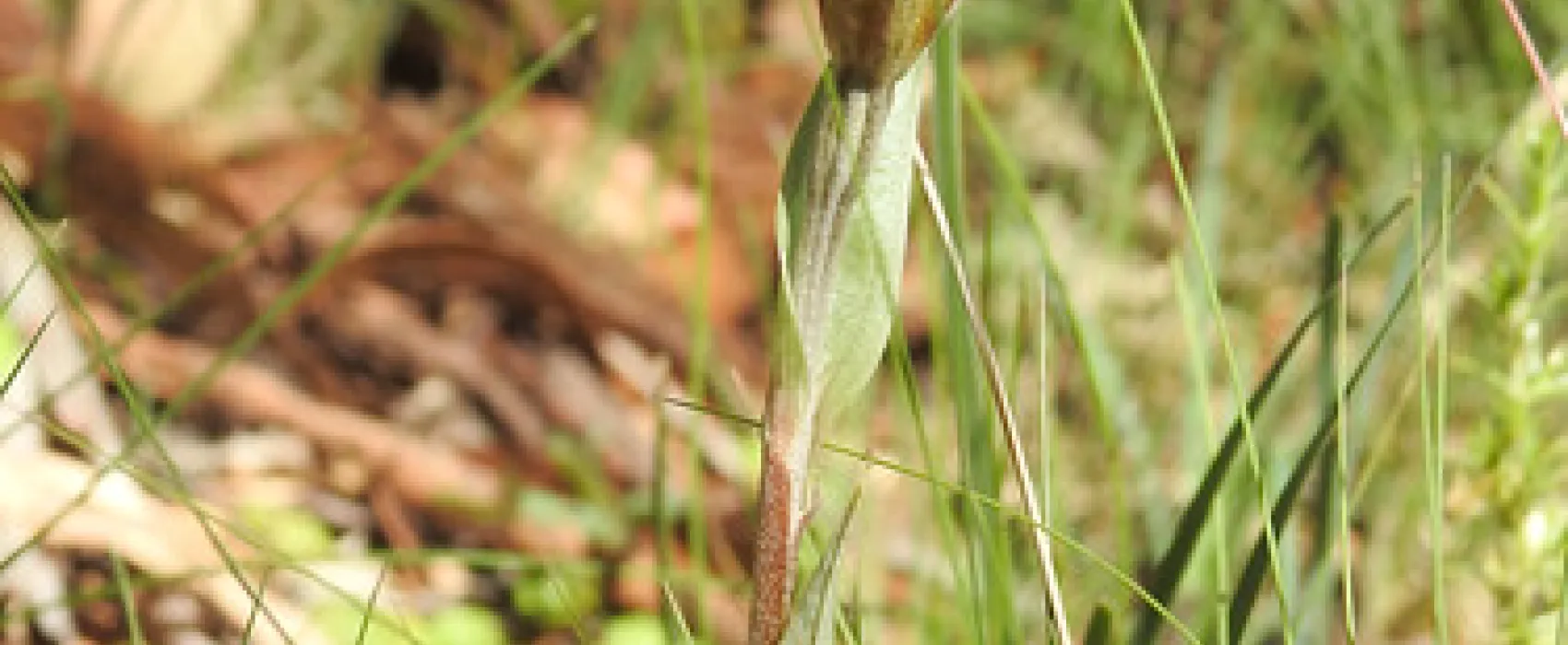 Dingo Dell Camping Reserve Campground