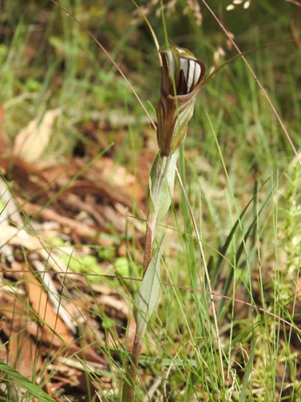 Dingo Dell Camping Reserve Campground