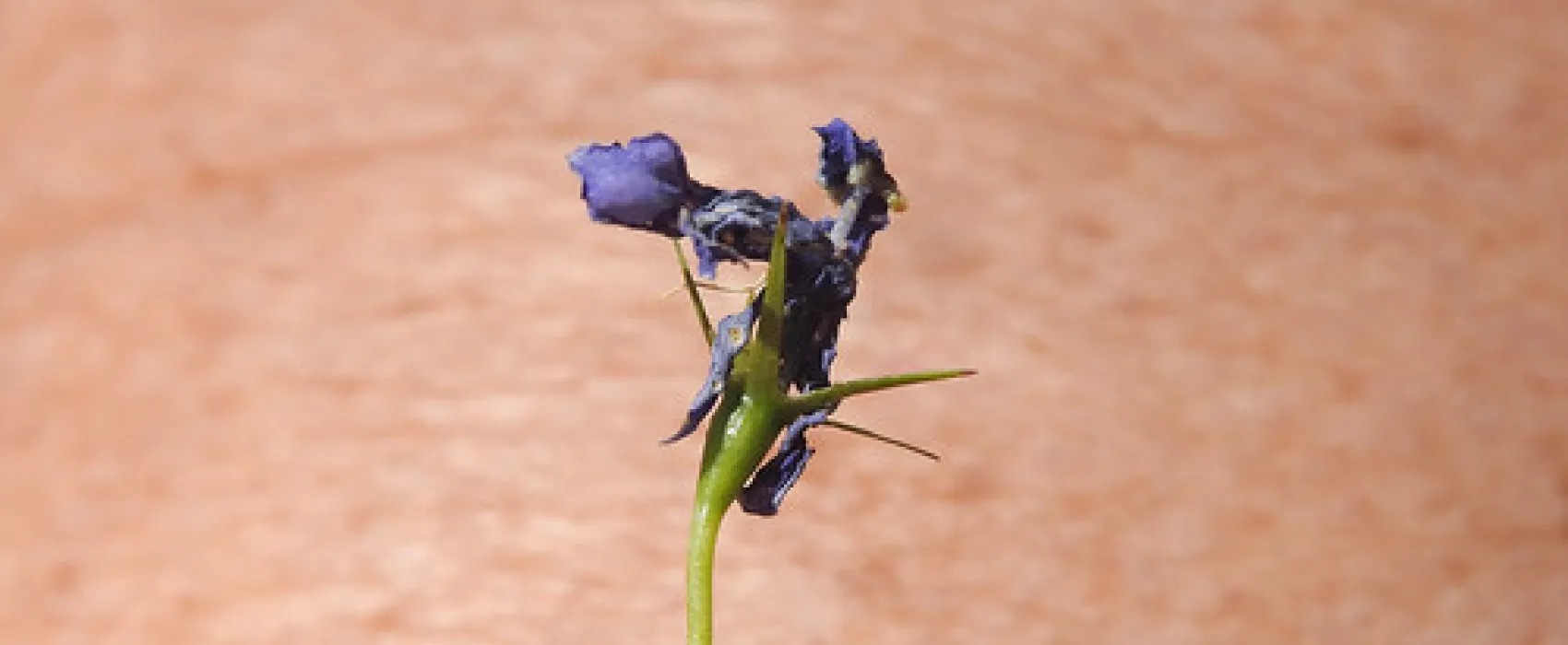 Dingo Dell Camping Reserve Campground