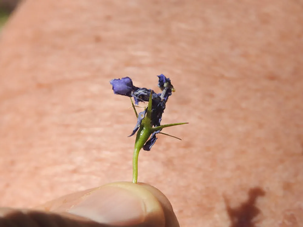 Dingo Dell Camping Reserve Campground