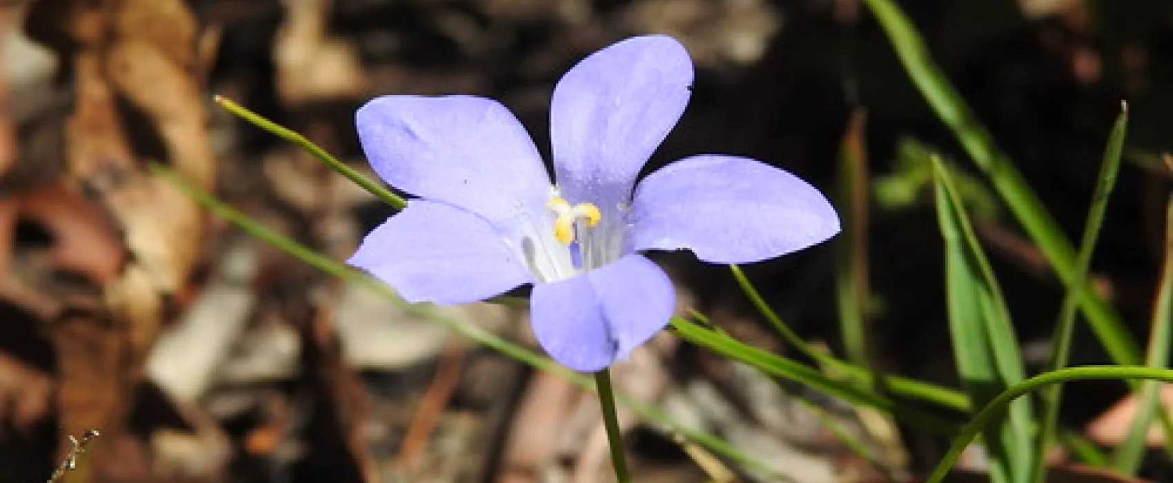 Dingo Dell Camping Reserve Campground