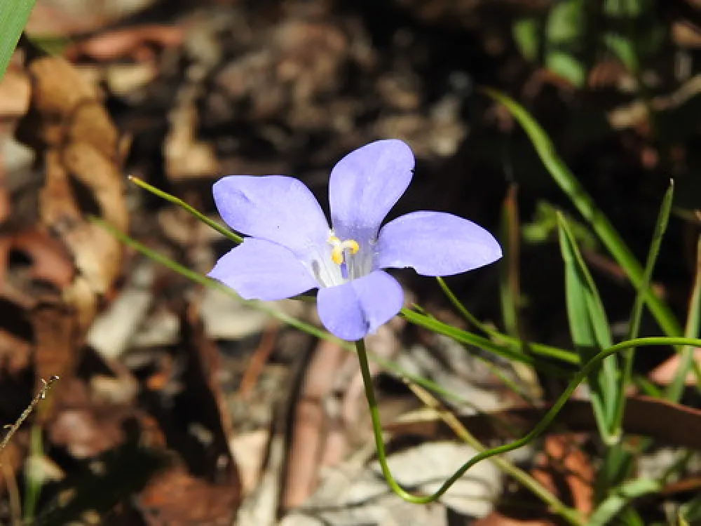 Dingo Dell Camping Reserve Campground
