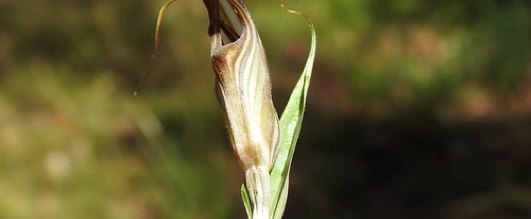 Dingo Dell Camping Reserve Campground