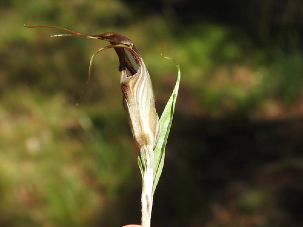 Dingo Dell Camping Reserve Campground