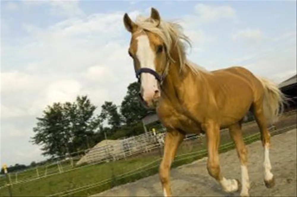 Campingplatz Schwarzfelder Hof