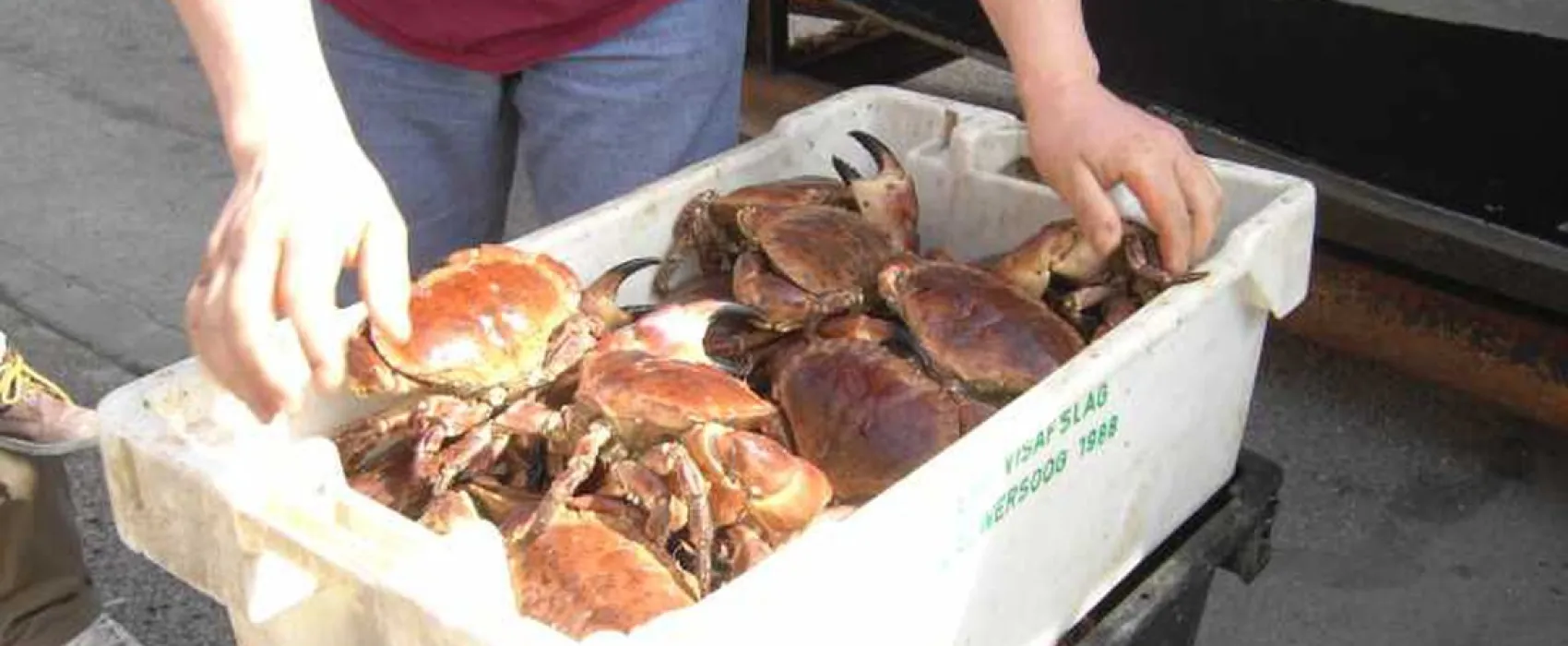 Camping Municipal Les Ajoncs